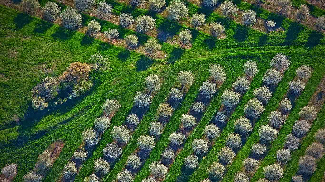Cherry orchards bloom in Mason County, Michigan (© Jeffrey Wickett/SuperStock)(Bing New Zealand)