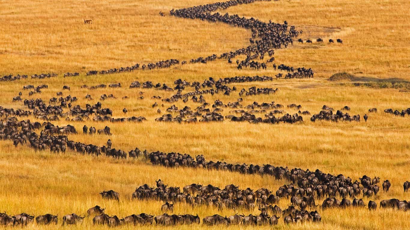 Blue wildebeests on the move for their annual migration in Maasai Mara, Kenya (© Theo Allofs/Minden Pictures)(Bing United Kingdom)