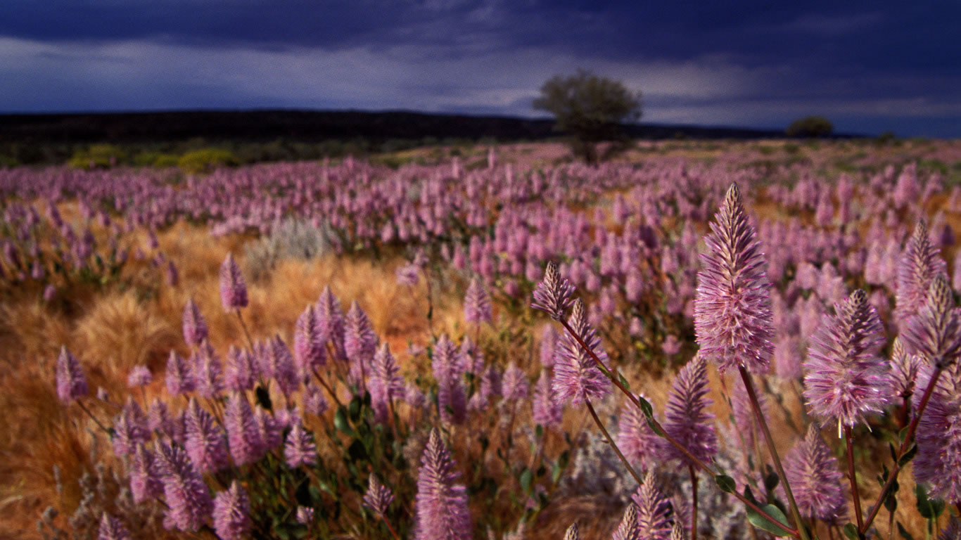 Pink Mulla Mulla in the Northern Territory, Australia (© Doug Steley A/Alamy)(Bing Australia)