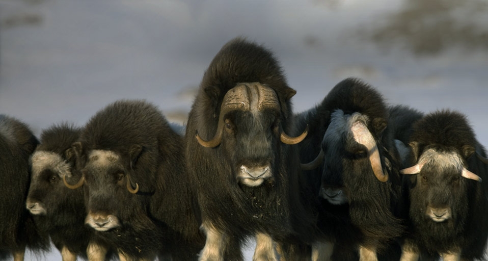 Mature & young Musk-ox bulls and cows in a defensive lineup during winter on the Seward Peninsula near Nome, Alaska, USA -- Milo Burcharm/Photolibrary &copy; (Bing United Kingdom)