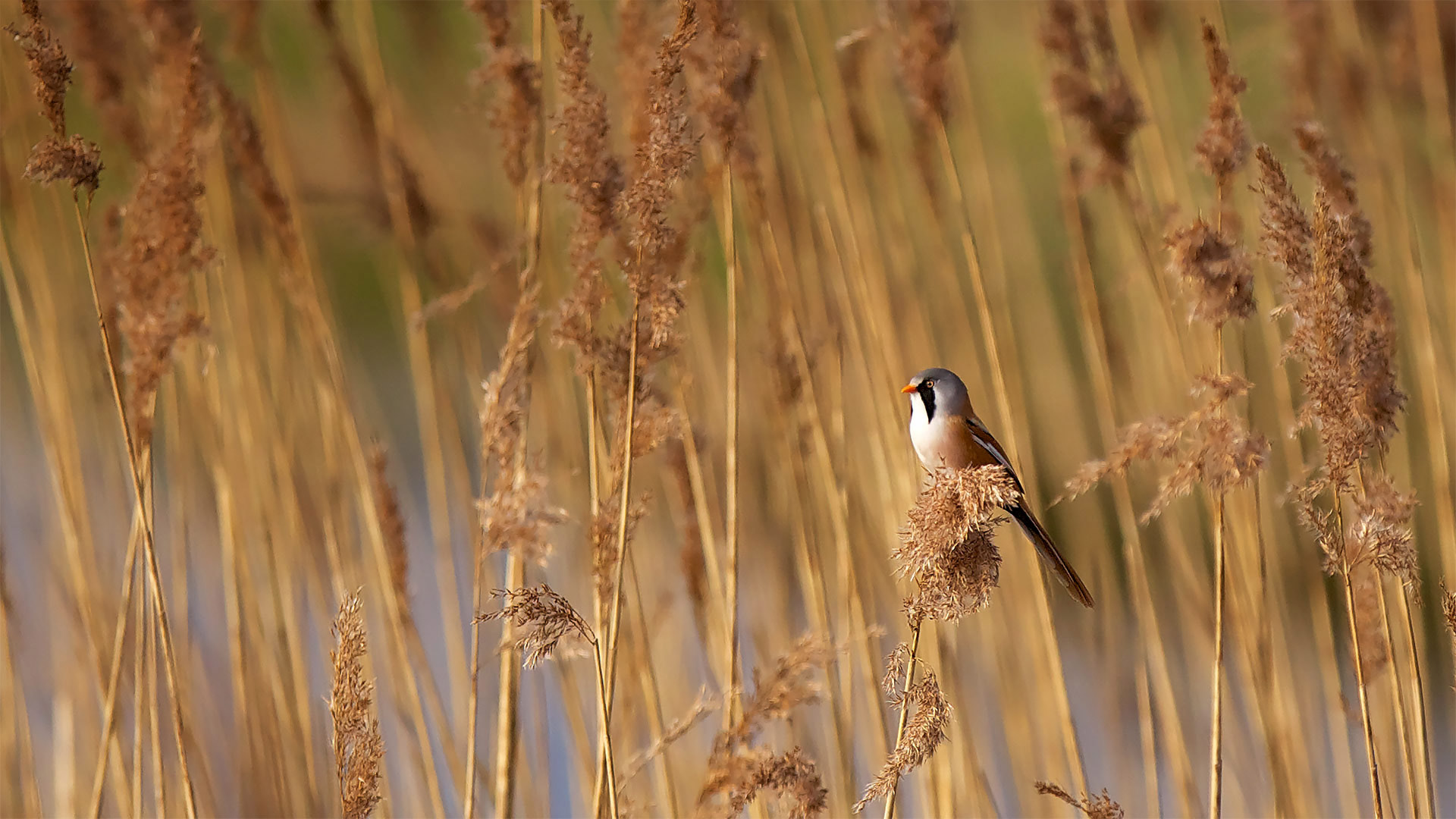 A bearded reedling in Elmley National Nature Reserve in Kent (© Mark Bridger/Offset by Shutterstock)(Bing United Kingdom)