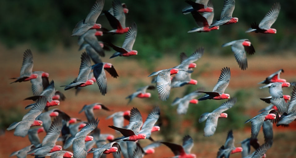 Flock of Rose-Breasted Cockatoos in Australia -- Martin Harvey/Cobris &copy; (Bing Canada)