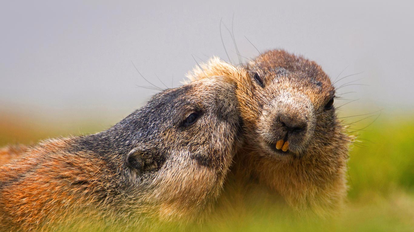 Alpine marmots at Hohe Tauern National Park, Austria (© blickwinkel/Alamy)(Bing Canada)