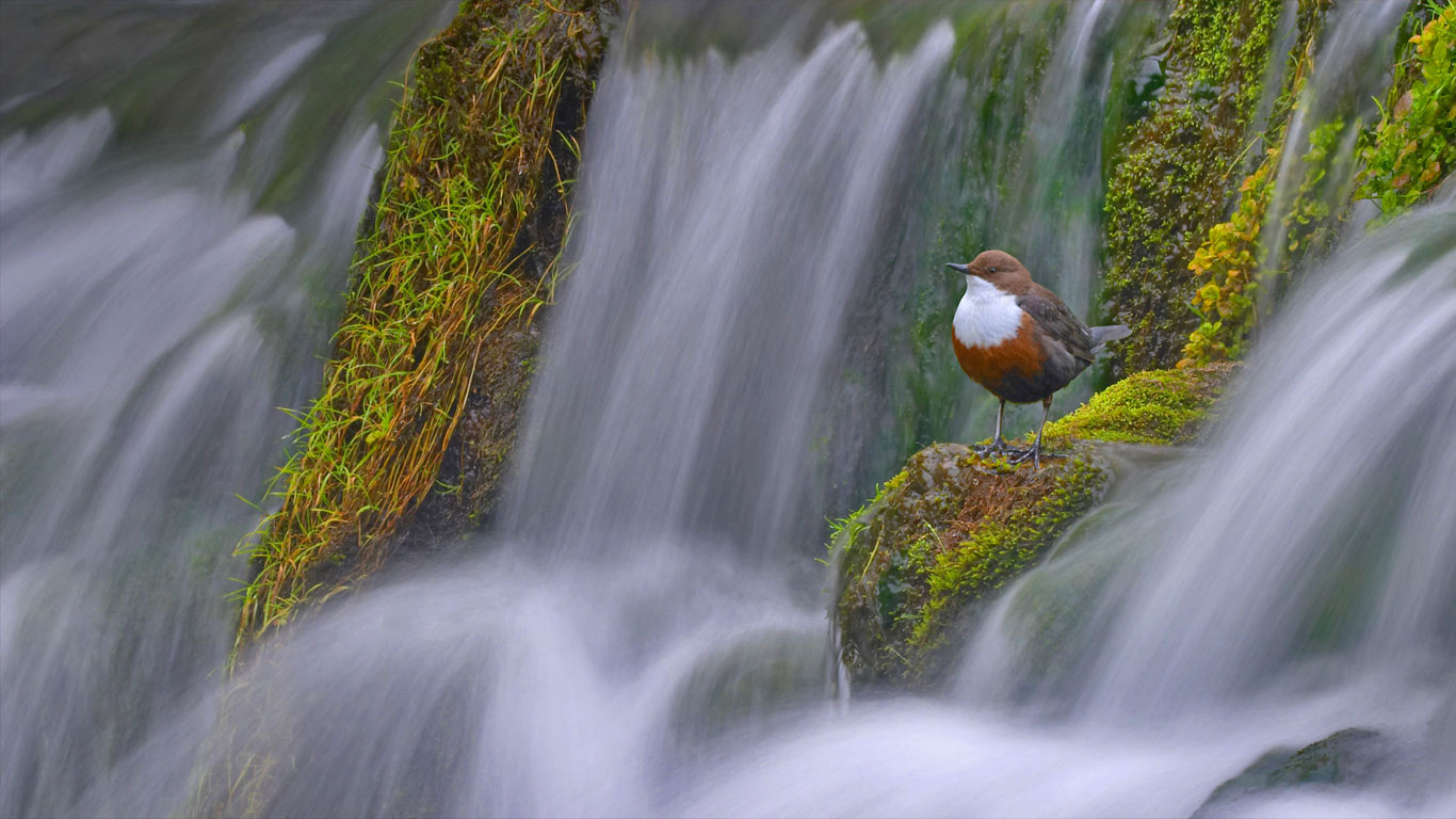 一只站在Lathkill河Tufa坝上的白喉噪鹛，英国德比郡  (© Ben Hall/Minden Pictures)(Bing China)